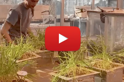 man near some plants