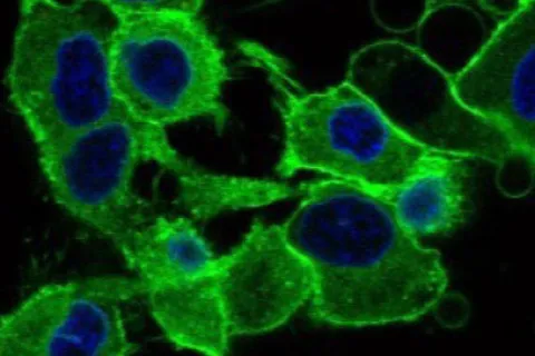 bright Green Microscopic Organisms 
