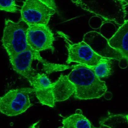 bright Green Microscopic Organisms 